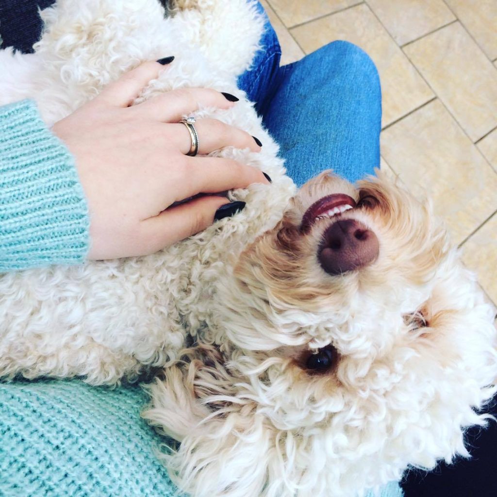 A white, curly haired dog with a brown nose, laid on its back across someones lap, looking at the camera.