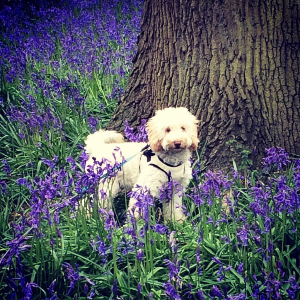 A white, curly haired dog in a forest, surrounding by purple flowers. 