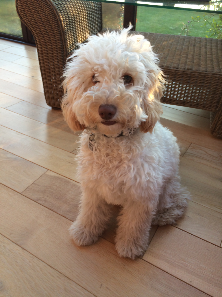 A white dog with curly hair, sitting, looking at the camera.