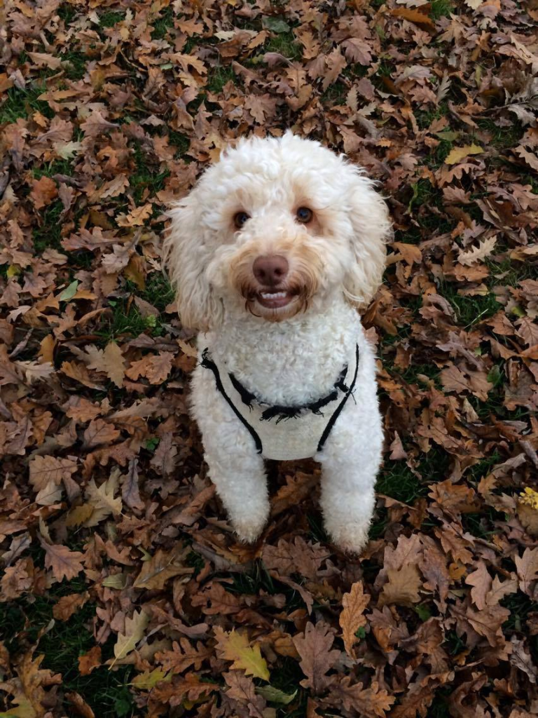 A white dog with curly hair, sitting looking at the camera.