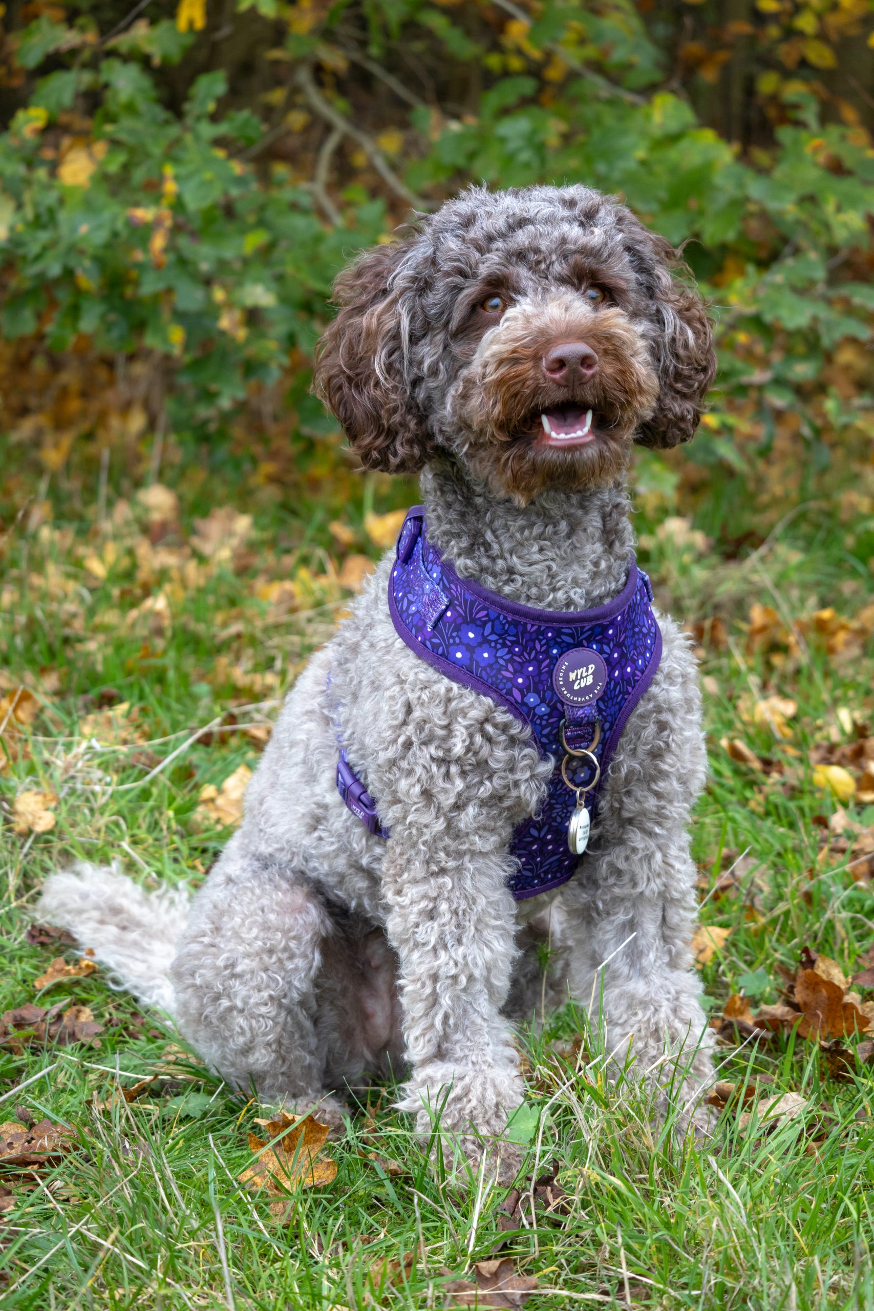 Cocoa, a grey and brown curly haired pup, wearing a purple harness, looks at the camera.