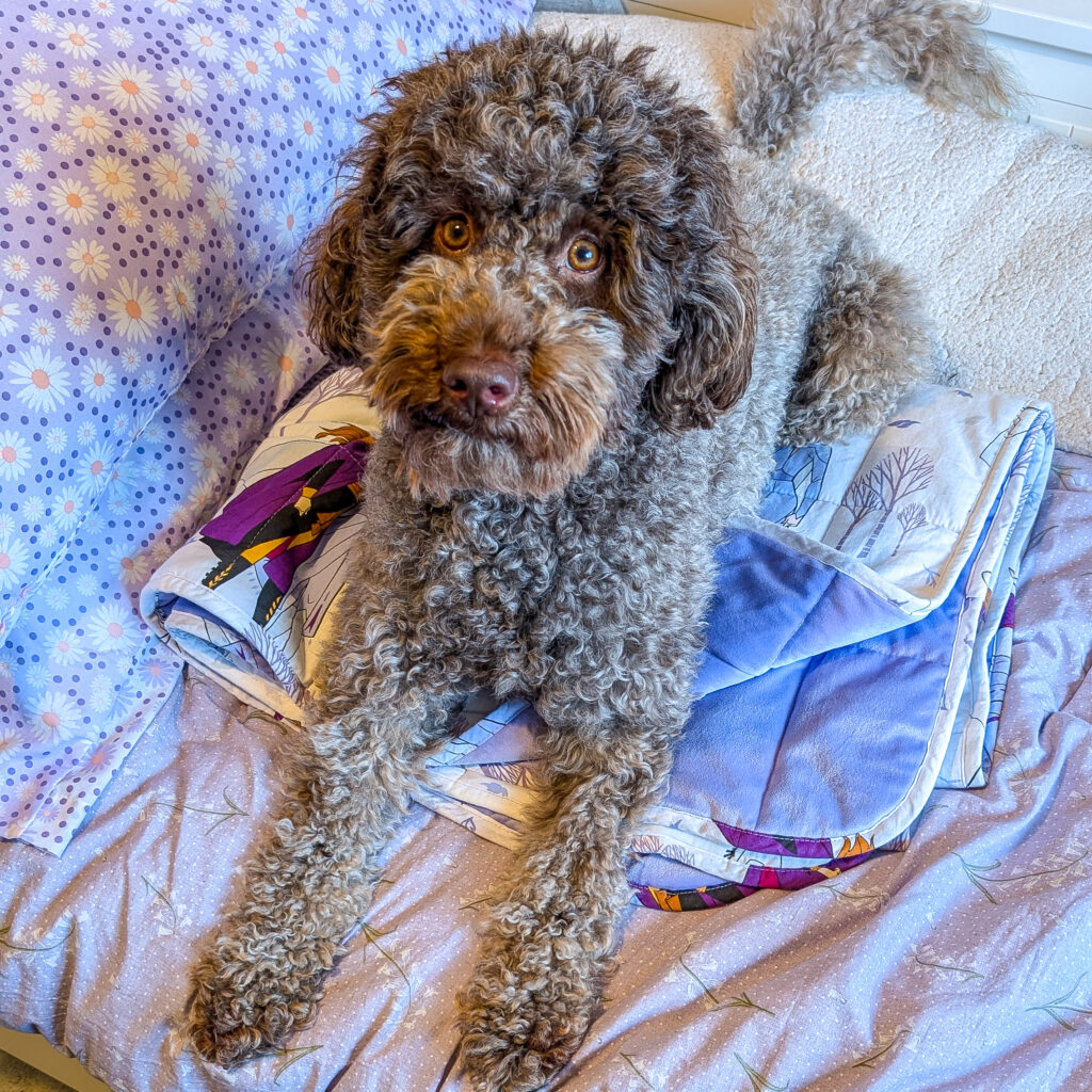 Coco, Jenni's brown doodle dog lying down on top of a Frozen kids weighted blanket