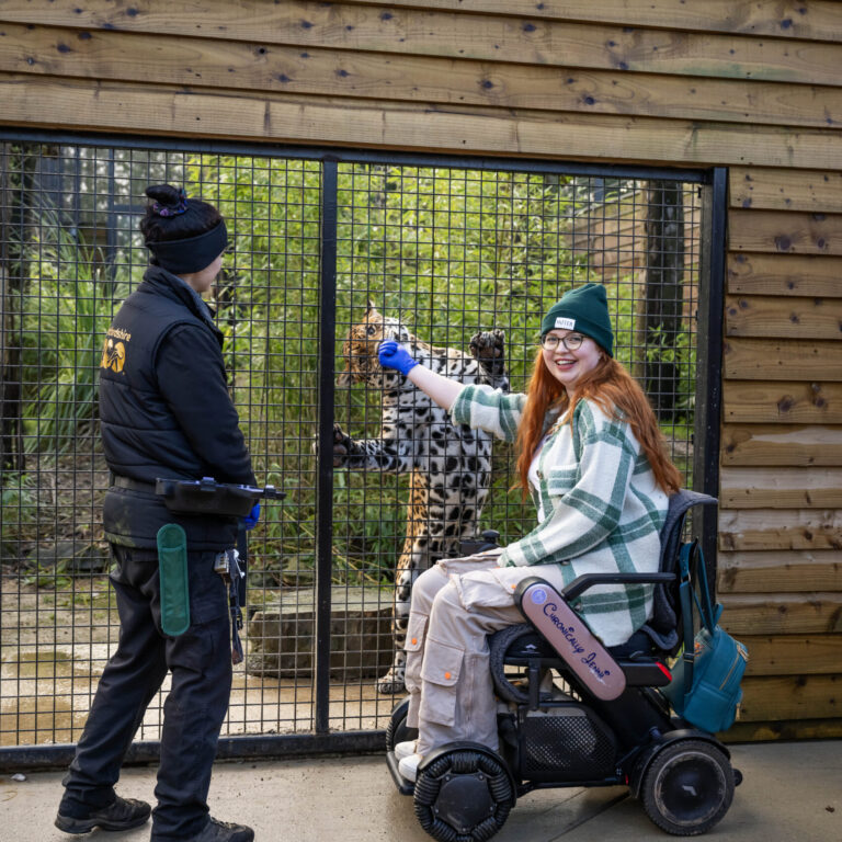 Jenni sat in her electric wheelchair feeding a jaguar standing on his hind legs behind bars at the zoo